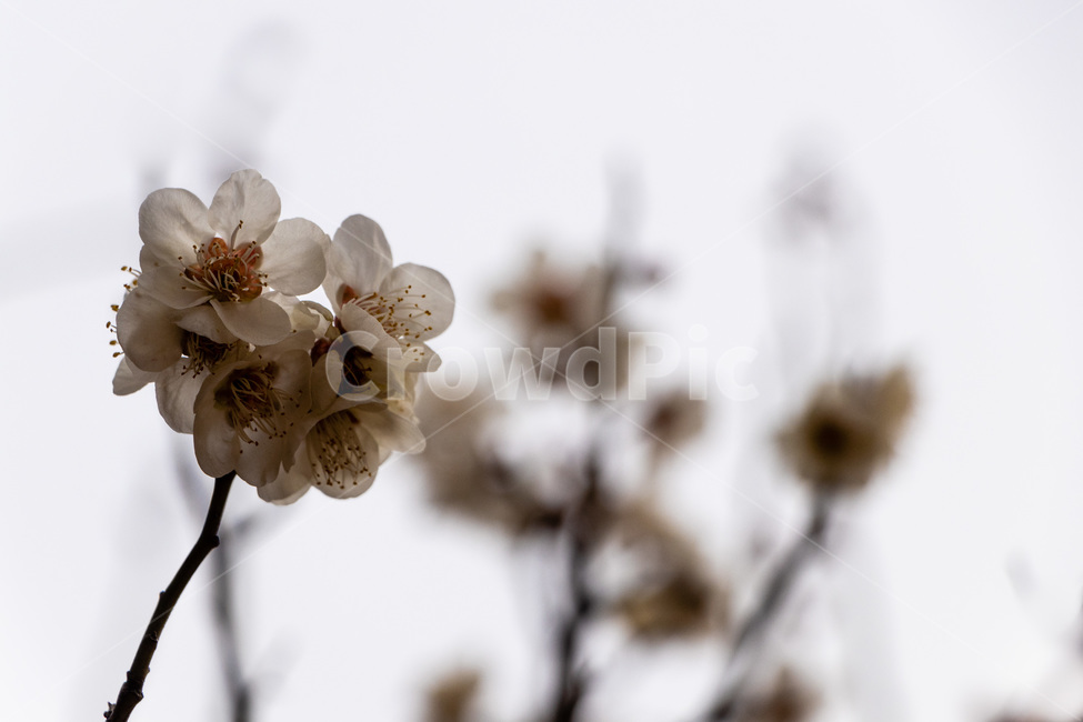 매화,매화꽃,매실꽃,백매화,흰매화,봄,계절,spring,season,식물,자연,plants,nature,꽃,flower,plant,blossom