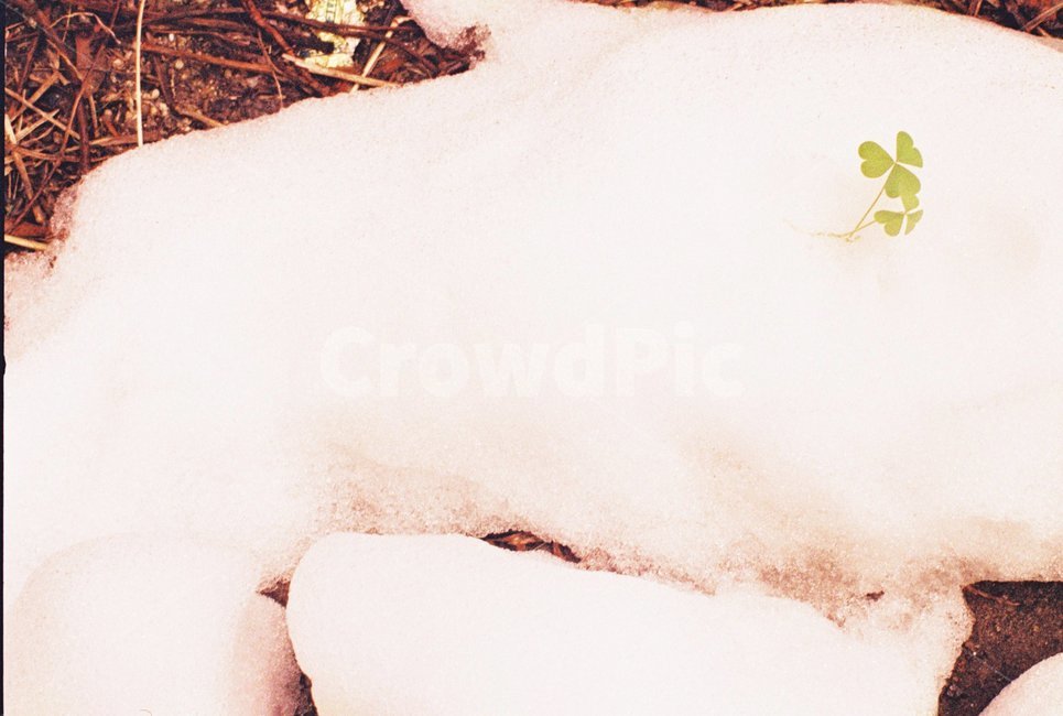 우포늪,자연,새벽,겨울,아침,눈,새싹,하트,생명,겨울,계절,winter,season
