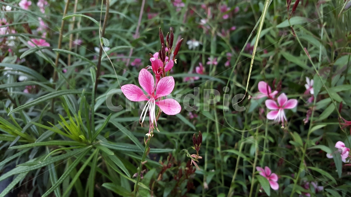 홍접초,가우라,나비바늘꽃,식물,꽃,분홍색,암술,수술,꽃잎,식물,자연,plants,nature,꽃,flower