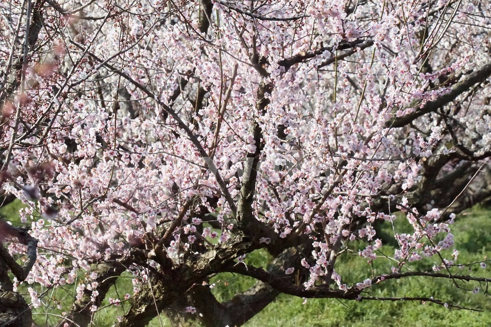 봄,매화,식물,자연,해남,매실농원,계절,초록,분홍,흰색,flower,spring,season,nature,나무,trees,화사함,아름다움,매실,매화꽃,pink,white,green,봄,계절,spring,season,식물,자연,plants,nature,꽃,flower,plant,blossom