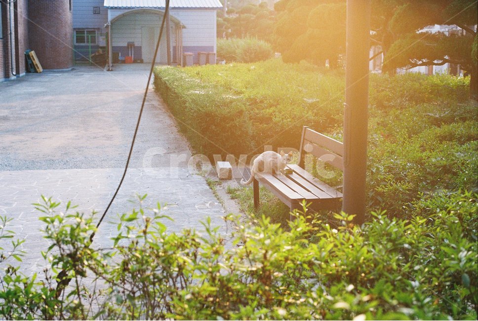 고양이,햇빛,필름,감성,감성사진,film,cat,필름사진,동물,animal,포유류,mammal,고양이,cat,kitten,kitty,감성,sensible,feeling