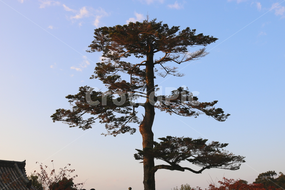 소나무,전나무,하늘,자연,풍경,나무,맑은하늘,나무,trees,wood