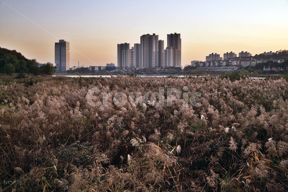 광교호수공원,영통,수원시,호수,원천저수지,아파트,가을,계절,반영,갈대,가을,계절,fall,autumn,season,식물,자연,plants,nature,건축물,건물외관,exterior,building,structure,architecture,construction,plant,grass,잔디