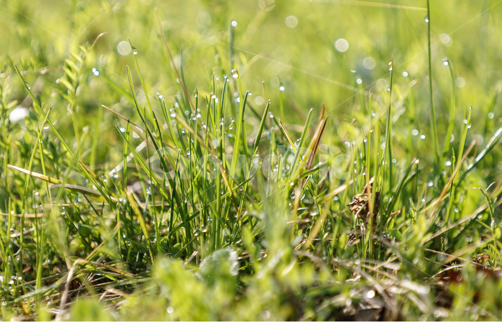 잔디,봄,새싹,아침,이슬,grass,spring,sprout,morning,dew,green,초록,봄,계절,spring,season,식물,자연,plants,nature,휴식,힐링,rest,relaxation,healing,plant