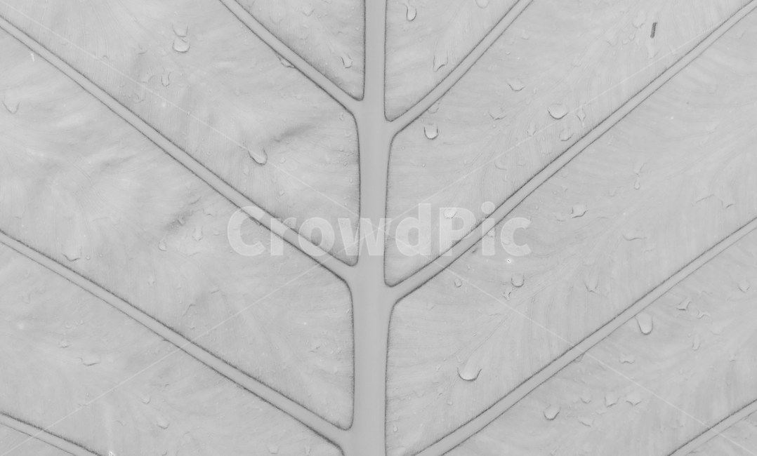 나뭇잎,leaf,plant,자연,야자수