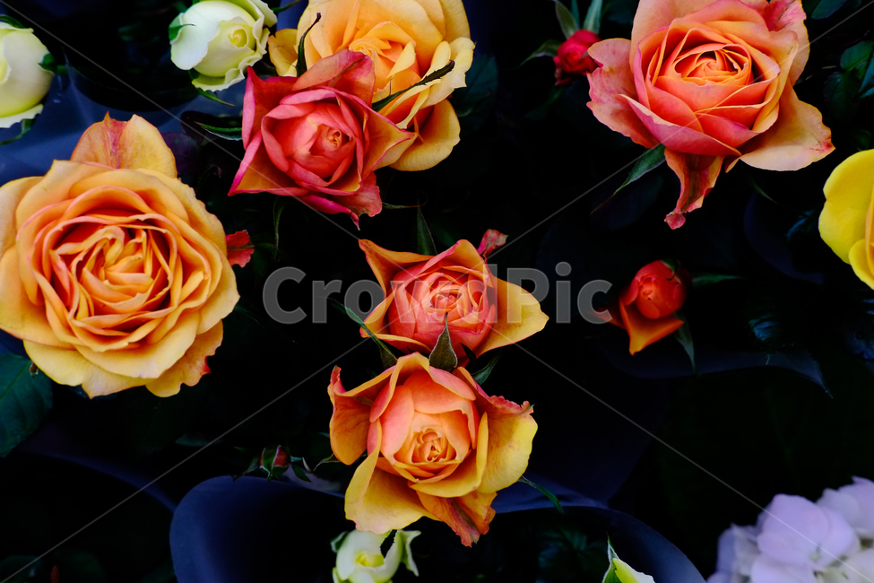 봄,꽃,동백,꽃사진,봄꽃,장미,봄,계절,spring,season,식물,자연,plants,nature,꽃,flower,plant,rose,blossom