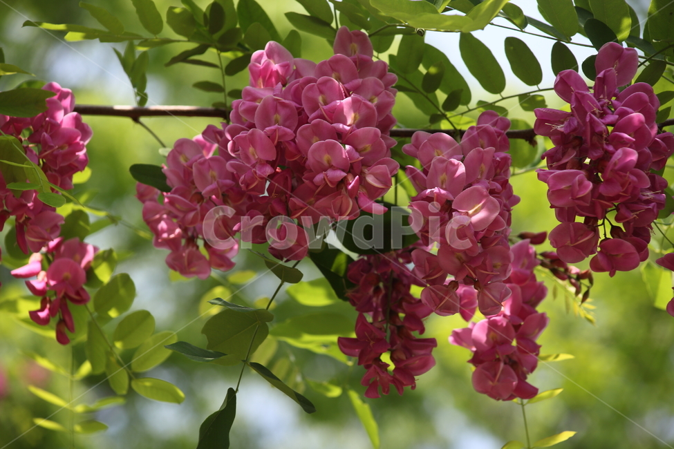 꽃아카시나무,붉은꽃아카시아,꽃,봄,roseacacia