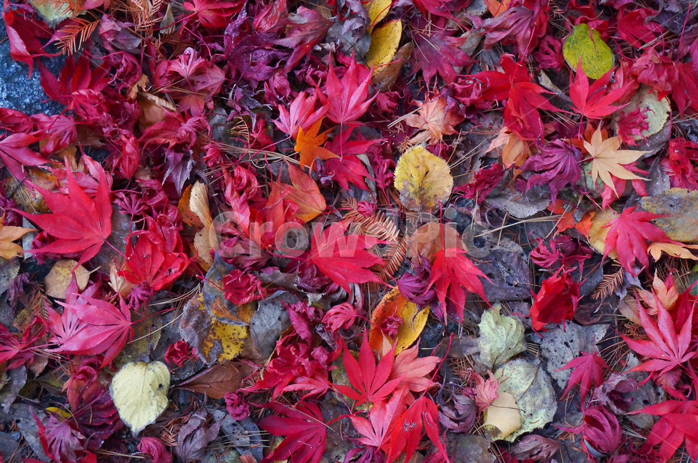 잎,단풍잎,메이플,붉은색잎,빨간색,빨강,낙엽,가을,계절,fall,autumn,season