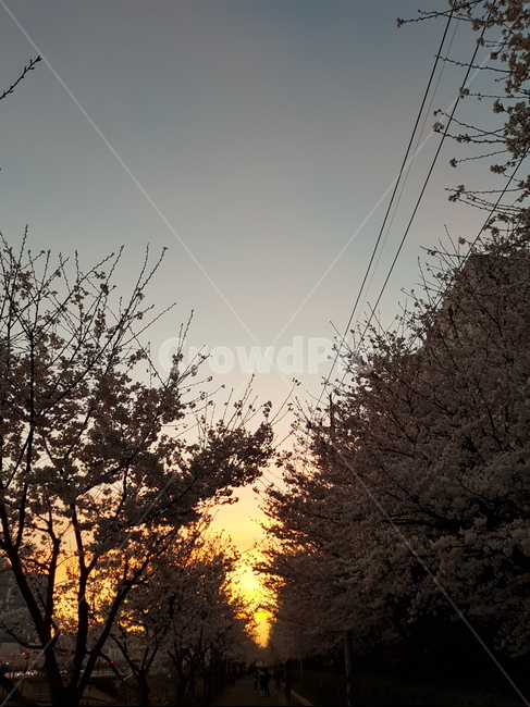 자연,nature,outdoors,실루엣,노을,벚꽃