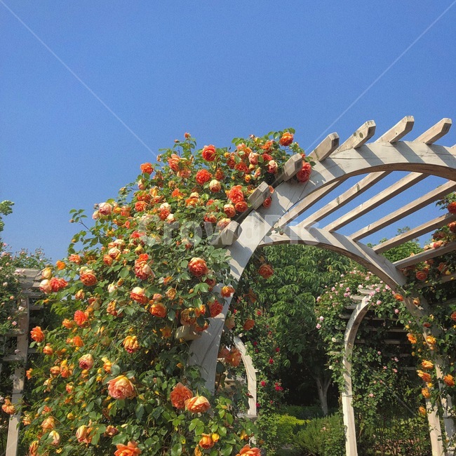 garden,정원,장미,덩쿨,꽃,식물,자연,plants,nature,꽃,flower