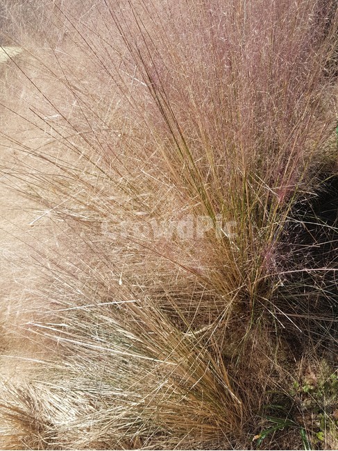 식물,식물원,grass,자연,갈대