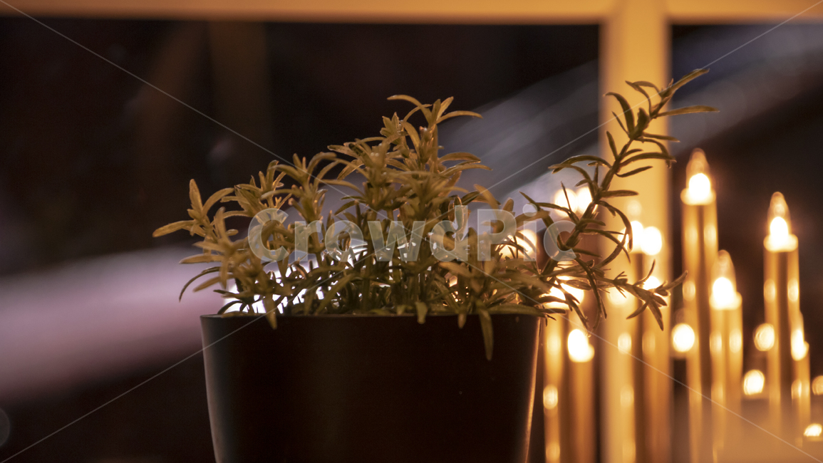 화분,촛불,테이블,식물,pot,plant,candle