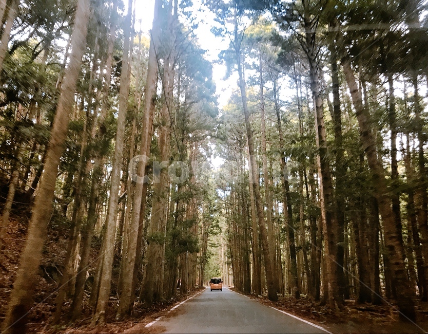 일본,대마도,산길,도로,풍경,자연,풍경,nature,landscape,식물,plants,나무,trees,wood,tree,plant,road