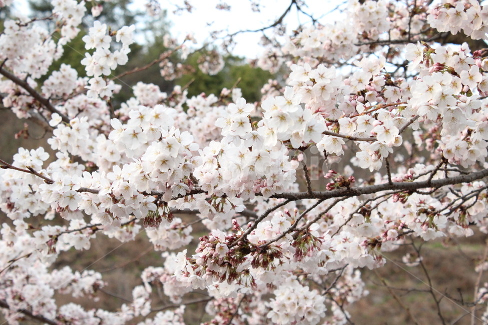 벚꽃,cherryblossom,봄,spring,벚나무,봄맞이,가지,꽃나무,cherryflower,cherrytree,만개,blooming,따뜻함,warm