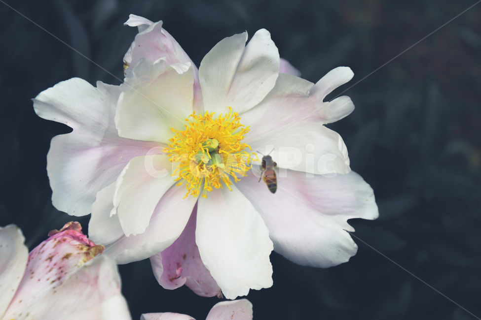 꽃,벌,꿀벌,곤충,꽃봉우리,식물,자연,plants,nature,꽃,flower,동물,animal,곤충,벌레,insect,bug