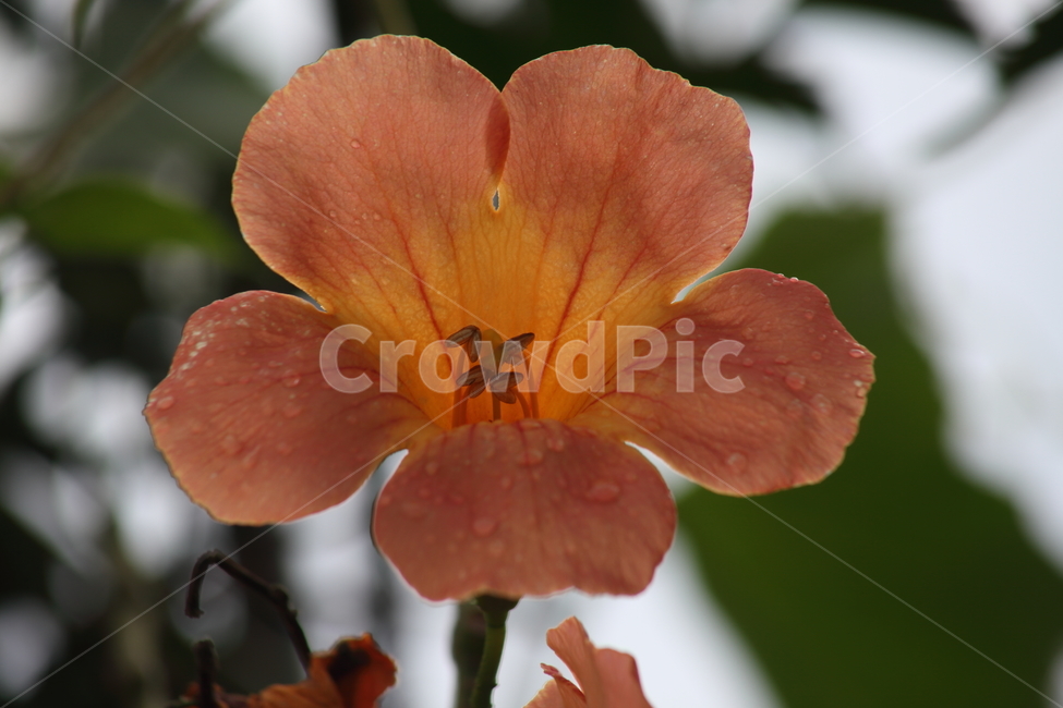 능소화,금등화,꽃,chinesetrumpetcreeper,flower,식물,자연,plants,nature,꽃,flower