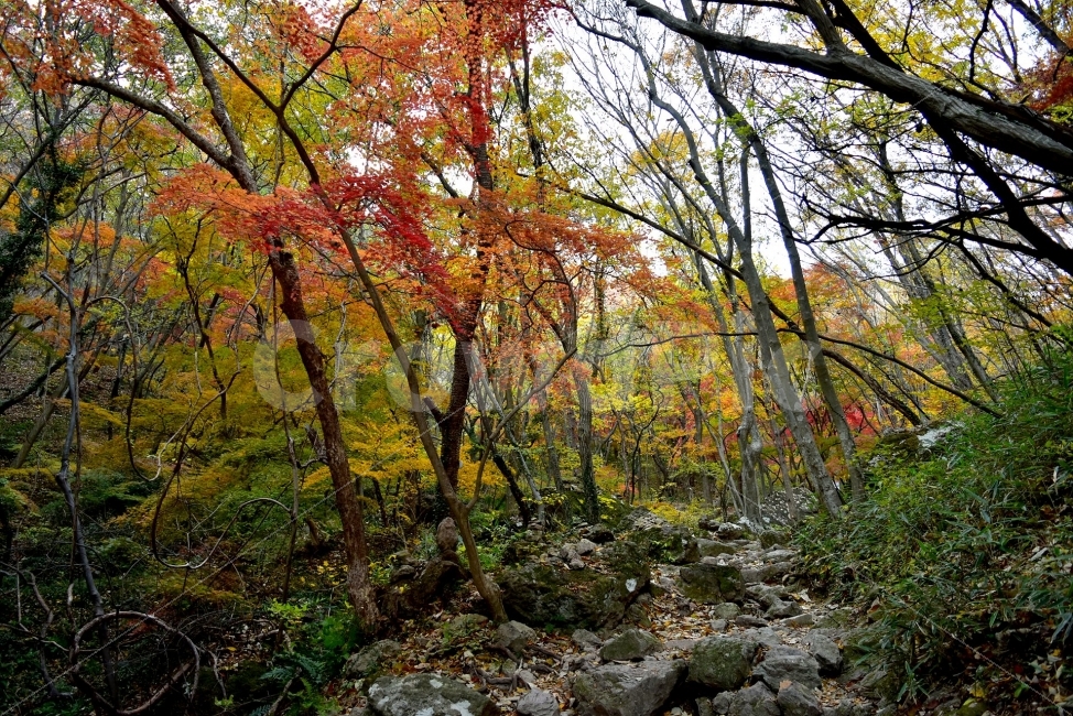 선운산,선운사,도솔천,가을,풍경,단풍,자연,탐방,파란하늘,가을색,오색,울긋불긋,알록달록,그림같은,칼라풀,뷰티플,아름다운,힐링,감성,정취,산세,명산,100대명산,nature,산,등산,트레킹,풍경사진,비경,경치,가을사진,가을색채,가을의정취,맑음,청명,사진,가을,계절,fall,autumn,season,자연,풍경,nature,landscape,식물,plants,나무,trees,wood,ground,바닥,tree,plant