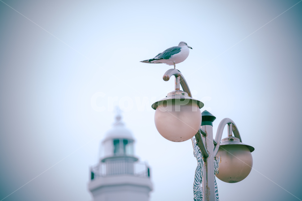 갈매기,등대,가로등,새,풍경,조류,동물,animal,조류,새,birds