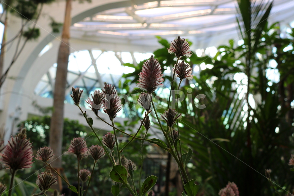 프틸로투스,꽃,프틸로투스꽃,식물,자연,비름과,식물원,식물,자연,plants,nature,꽃,flower