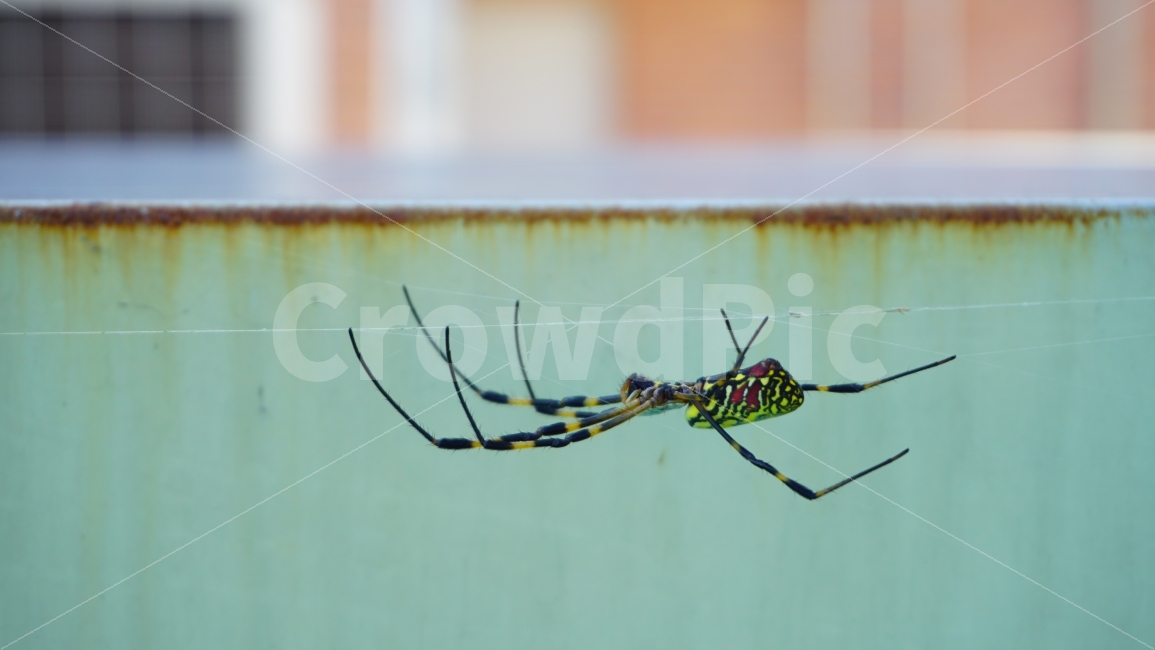거미,spider,무당거미,Diademspider,동물,거미줄,아슬아슬,무서운,포식자,도심속자연,spiderweb,한국토종거미,암컷,동물,animal,곤충,벌레,insect,bug
