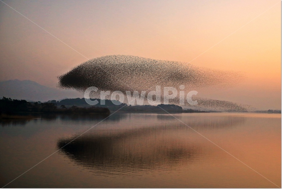 Dongnimji sunset,flock,nature,Donglimji,Dusk,Singing Duck,Gachang duck group dance,outdoors,sunset,Donglimjigachangdori,prince