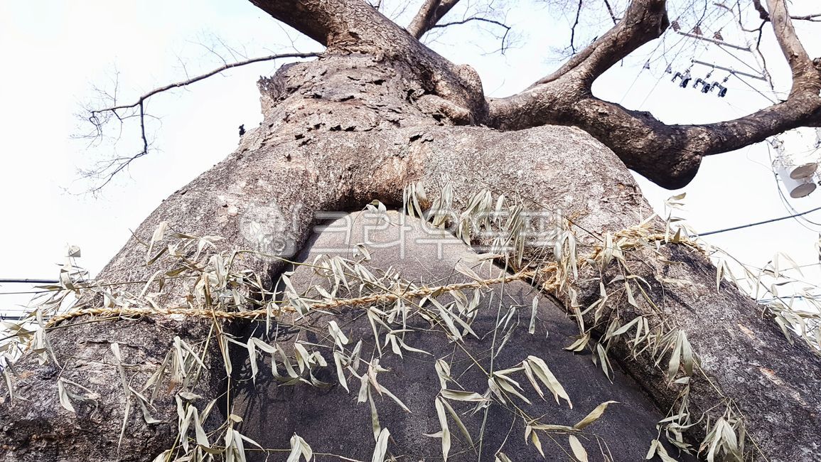 당산나무,성황당,당산제,보호수,식물,미신,수호신,나무,고목,고목나무,새끼줄,대나무,나무줄기,자연,plant,tree,treetrunk,oldtree,protectivewater,superstition,bamboo