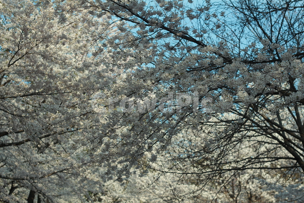꽃,봄꽃,식물,flower,spring,봄,계절,spring,season,식물,자연,plants,nature,꽃,flower,plant