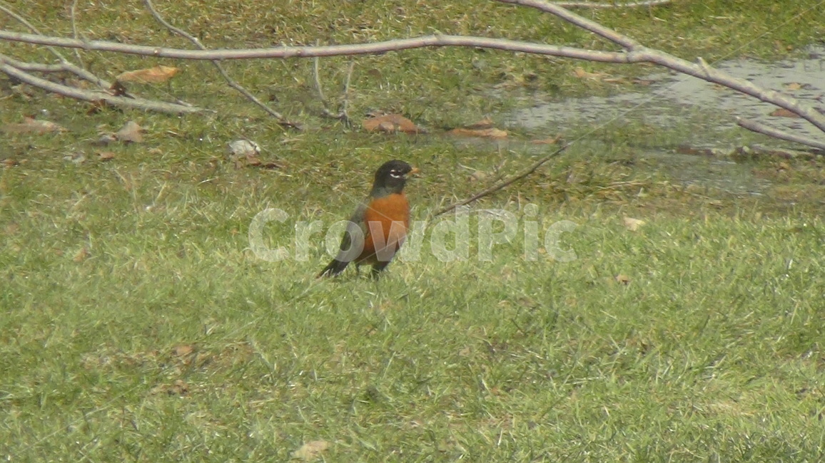유럽울새,robin,새,조류,bird,동물,animal,잔디,나뭇가지