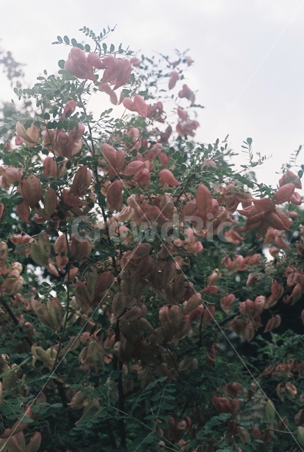 꽃,열매,식물,나무,자연,분홍,식물,자연,plants,nature,꽃,flower