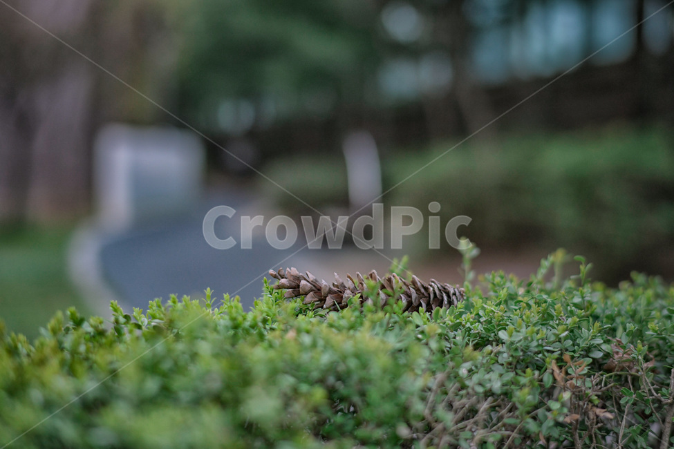 pottedplant,식물,plant,솔방울,녹색,낙엽송,tree