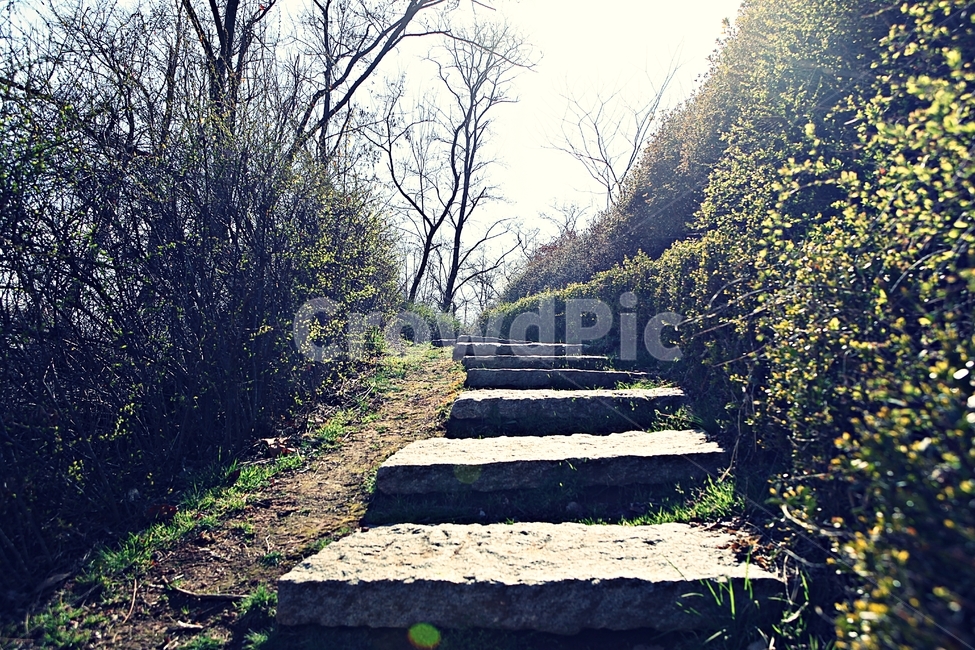 돌길,길,식물,자연,배경,풍경,자연,풍경,nature,landscape,path,통로