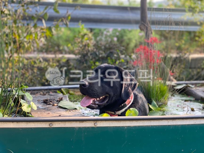 animal,래브라도리트리버,포유류,labradorretriever,동물,dog,개,보트