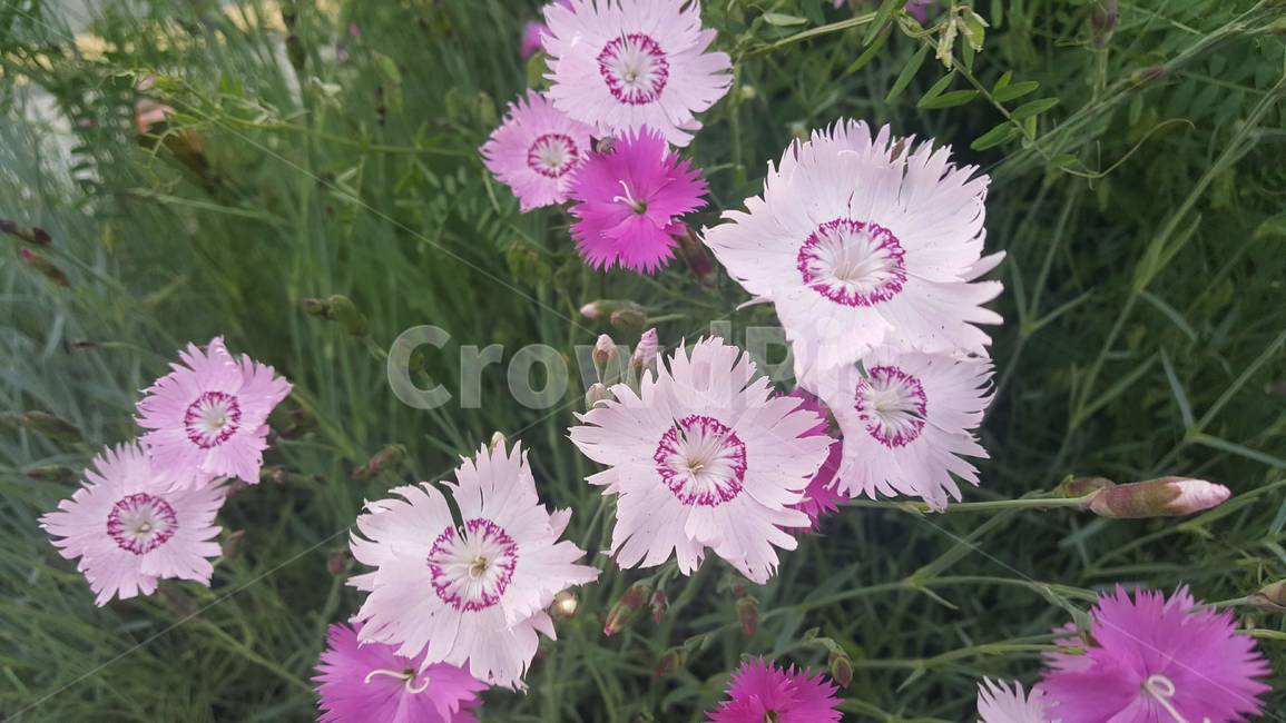 패랭이꽃,삐죽삐죽한,분홍,꽃,식물,자연,핑크,pink,석죽,석죽과,dianthuschinensis,flower,줄무늬