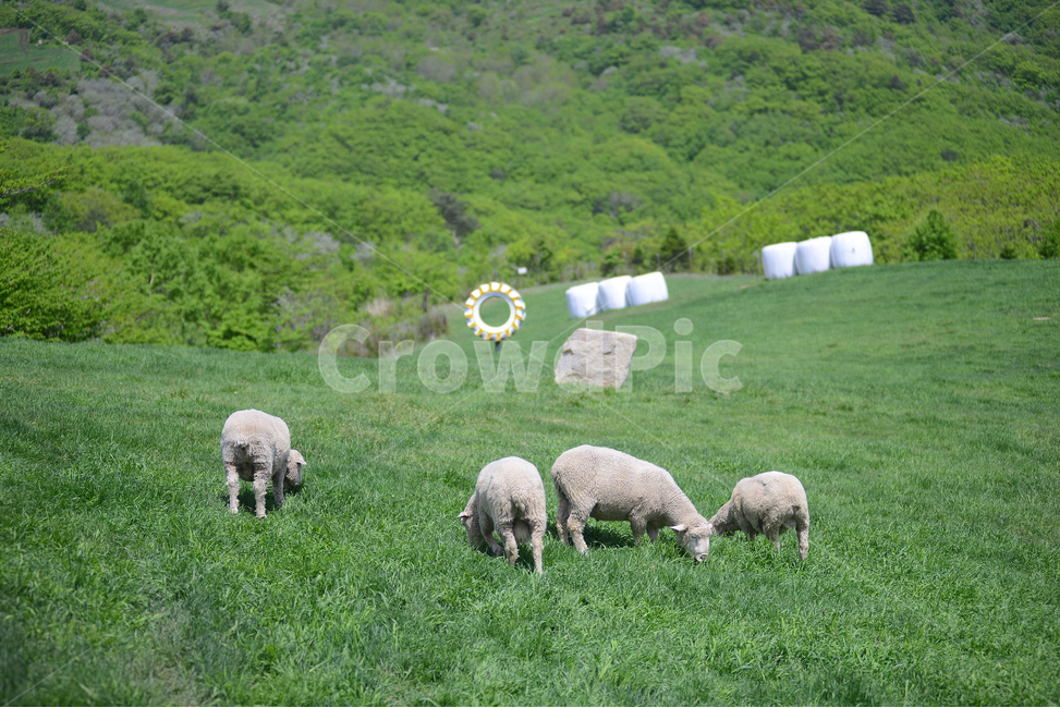 자연,풍경,하늘,구름,목장,초록,하양,nature,landscape,sky,green,korea,동물,양,animal,lamb,동물,animal,포유류,mammal,산업,industry,industrial,목축업,목장,livestock farming,ranching,pasture
