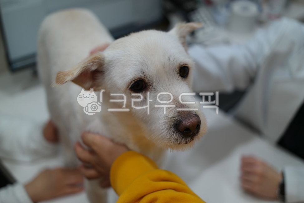 개,강아지,동물병원,표정,무서운,겁,두려운,공포,반려견,반려동물,애완견,애완동물,동물,수의사,흰색,하얀색,겁먹은,치료,진료,진찰,병원,의료