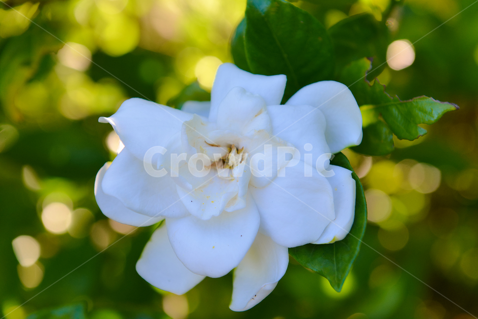 꽃,자연,접사,흰색,힐링,신선함,안식처,season,plants,nature,flower,sensible,feeling,색깔,색상,색채,색감,colorsense,colorsensitivity,feelingofcolor,감성,평온함,느낌,휴식,koreanature,landscape,white