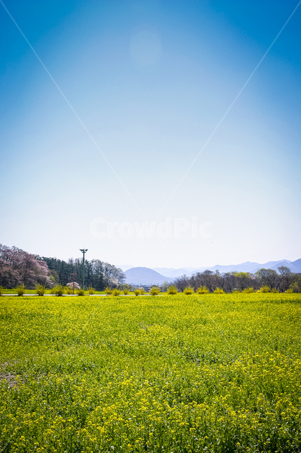 유채꽃,꽃밭,노란색,봄,풍경,반월성,경주,3월,봄,계절,spring,season,자연,풍경,nature,landscape,grassland,목초지,field,들,outdoors,옥외,meadow,rural,농촌,farm,농장