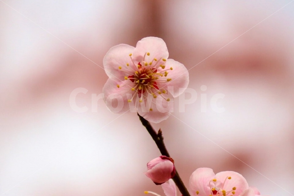 봄,봄사진,매화,풍경사진,풍경,봄,계절,spring,season,식물,자연,plants,nature,꽃,flower,감성,sensible,feeling,색깔,색상,색채,색감,color sense,color sensitivity,feeling of color,plant,blossom,cherry blossom,벚꽃