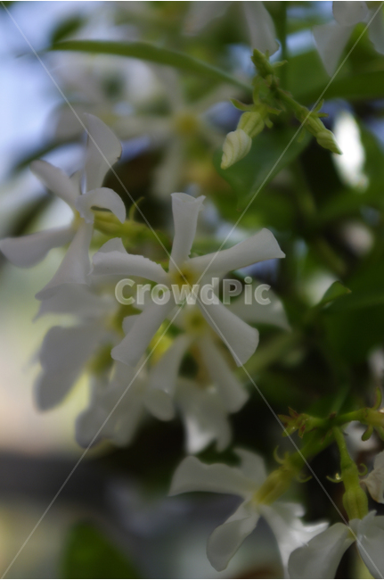 백화등,자스민,꽃,꽃봉오리,flower,color,식물,식물,자연,plants,nature,꽃,flower