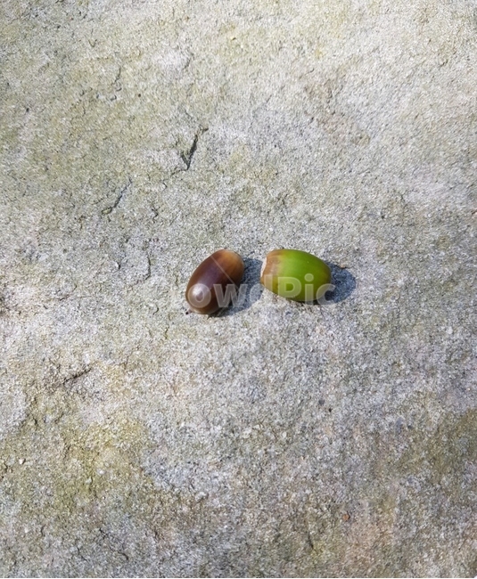 도토리,도토리두알,다람쥐먹이,다람쥐,자연
