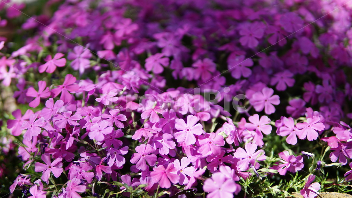 꽃,plant,식물,flower,자연,식물,자연,plants,nature