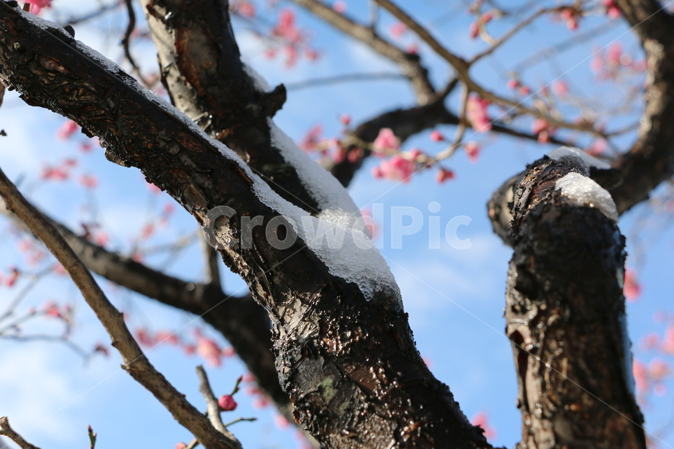 눈,겨울,꽃,식물,자연,tree,나무,하늘,plant,구름,색감,감성,나무,trees,wood