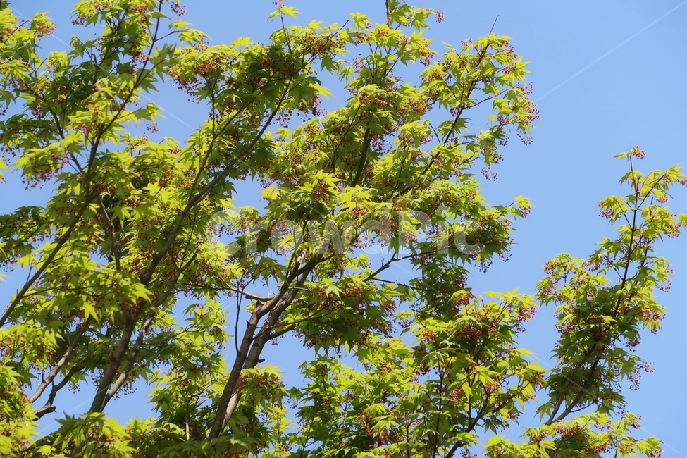 단풍,하늘,초록,green,blue