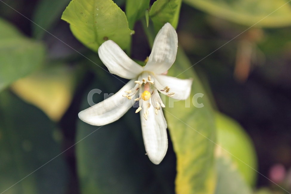 꽃,아름다움,만개,식물,자연,beauty,flower,plant,green,감성,분위기,mood,식물,자연,plants,nature,꽃,flower