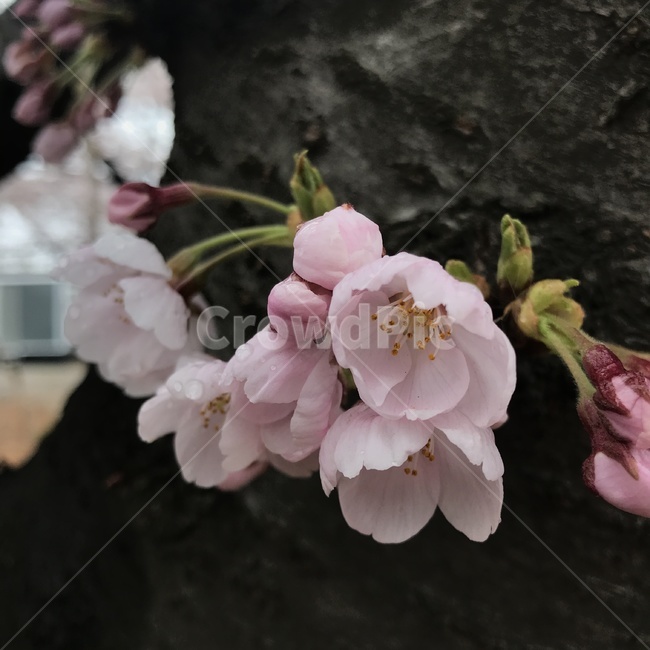 꽃,식물,plant,blossom,벗꽃