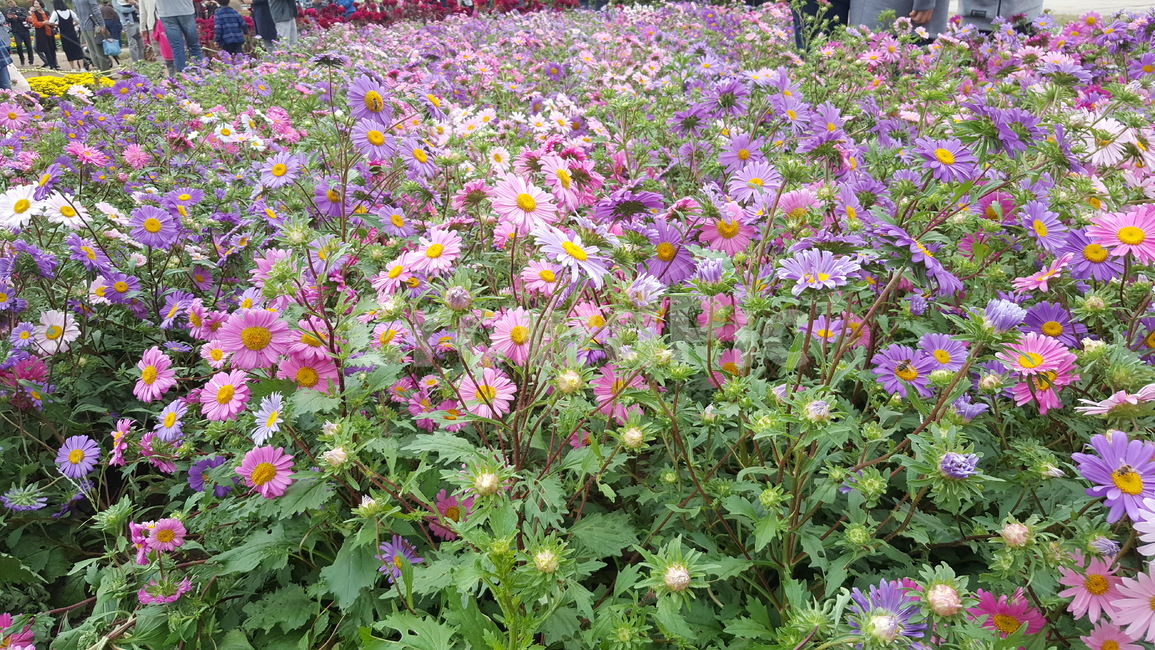 가을꽃,가을,코스모스,꽃축제,꽃,식물,자연,plants,nature,꽃,flower