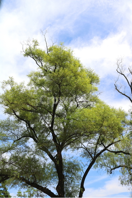 나무,하늘,자연,풍경,식물,여름,식물,자연,plants,nature,나무,trees,wood