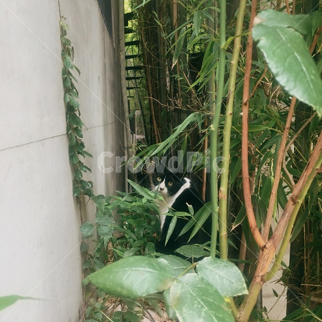 길고양이,고양이,코숏,턱시도고양이,길냥이