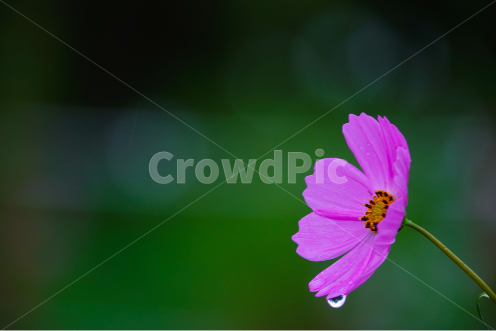 flower,꽃,plant,식물,물방울,코스모스,가을,공원,꽃밭,식물,자연,plants,nature,꽃,flower