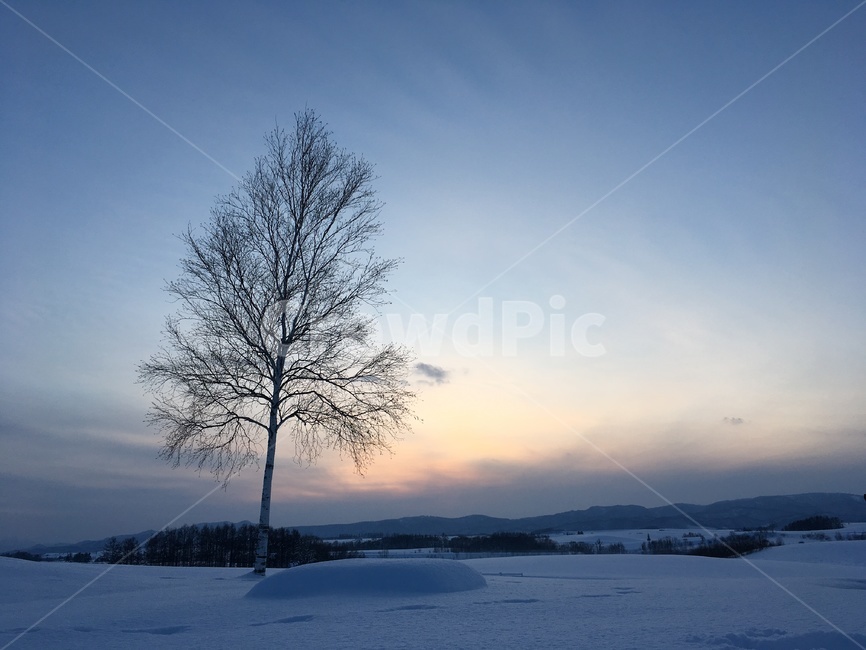 겨울,해질녘,sunset,눈,자연,nature,snow,tree,겨울나무,겨울밤,식물,outdoors,옥외,plant,겨울,계절,winter,season,자연,풍경,nature,landscape,식물,plants,나무,trees,wood
